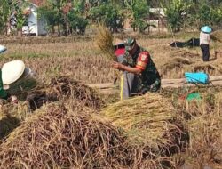Babinsa Koramil 1004/Tanjungsari terjun langsung dampingi petani untuk pastikan serapan gabah oleh bulog, dan bantu petani panen