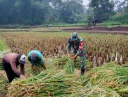 PETANI DESA CINANGGERANG SERAHKAN GABAH UNTUK KETAHANAN PANGAN NASIONAL