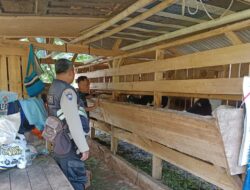 Kanit Binmas Polsek Tanjungkerta Laksanakan Monitoring dan Pengecekan Hewan Ternak di Desa Cigentur dalam Rangka Mendukung Asta Cita
