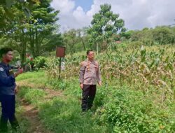 Pengecekan Lahan Jagung Milik Polri: Mendukung Ketahanan Pangan