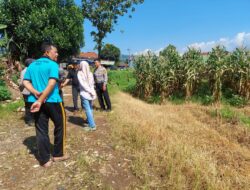 Pengecekan lokasi Panen Raya Jagung dalam rangka Mendukung Percepatan Asta Cita Swasembada Pangan di Blok Pangjeleran Rw. 08 Desa Padasuka