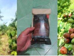 *Kopi Robusta “Harapan Baru” – Kisah Kami, Petani Sawahlunto Bersama Bukit Asam*