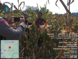 Pemdes Talang Tinggi Panen Jagung Hasil Kerjasama dengan Brimob Polda Bengkulu