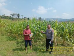 Sambang / Silahturahmi Kamtibmas dan Monitoring Lahan Jagung Milik Warga di Wilayah Desa Binaan