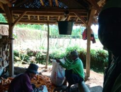 Monitoring Panen Jagung dalam Rangka Percepatan Asta Cita Swasembada Pangan di wilayah Desa Tanjungmedar