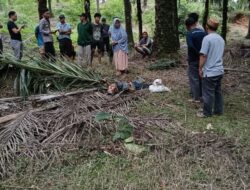 Seorang Kakek di temukan Meninggal Dunia di lokasi kebun sawit 