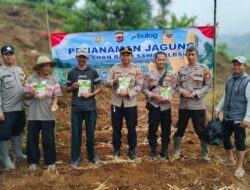 Polsek Sukasari Polres Sumedang Inisiasi Penanaman Jagung Hibrida Bersama Kelompok Tani dan Dinas Pertanian dalam Mendukung Program Ketahanan Pangan Presiden RI