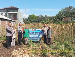 Panen Jagung di lahan Baku Sawah (LBS) Bukti Polsek Cimalaka mendukung Swasembada Pangan tahun 2025