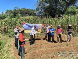 Monitoring Panen Jagung di Desa Tanjungwangi, Kapolsek Tanjungmedar Dukung Program Swasembada Pangan