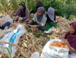 Monitoring Panen Jagung di Desa Sukamukti, Wujud Dukungan Percepatan Asta Cita Swasembada Pangan