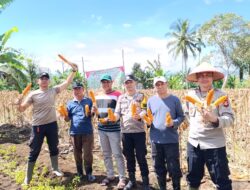 Polsek Pagar Alam Utara Panen Jagung Dukung Program Ketahanan Pangan