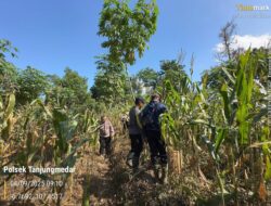 Monitoring Panen Jagung di Desa Wargaluyu, Kapolsek Tanjungmedar Dukung Program Swasembada Pangan