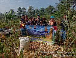 Monitoring Panen Jagung di Desa Sukamukti Kecamatan Tanjungmedar