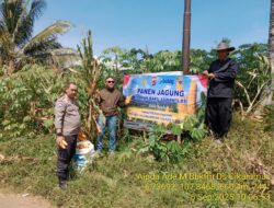 Bhabinkamtibmas Desa Cikaramas Laksanakan Monitoring Panen Jagung