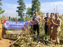 Monitoring Panen Jagung oleh Bhabinkamtibmas Desa Tanjungmedar