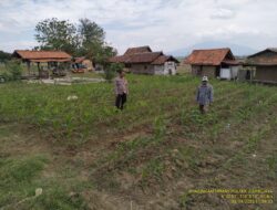 Kegiatan Sambang dan Pengecekan Tanaman Jagung di Wilayah Desa Binaan Desa Sukamulya