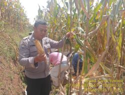 Monitoring Panen Jagung di Desa Tanjungwangi, Kapolsek Tanjungmedar Dukung Percepatan Asta Cita Swasembada Pangan