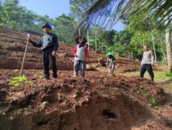 Monitoring Panen Jagung oleh Bhabinkamtibmas Desa Tanjungmedar