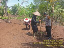 Monitoring Penanaman Jagung di Desa Sukatani oleh jajaran Polsek Tanjungmedar