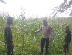 Polsek Tomo Polres Sumedang Inisiasi Penanaman Jagung Hibrida Bersama Kelompok Tani dan Dinas Pertanian dalam Mendukung Program Ketahanan Pangan Presiden RI