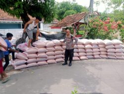 Dalam Rangka Swasembada Pangan Polsek Tomo Laksanakan Pengiriman Hasil Panen Jagung ke Bulog.