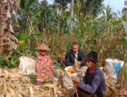 Monitoring Panen Jagung di Desa Sukamukti Kecamatan Tanjungmedar