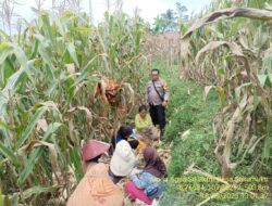 Bhabinkamtibmas Desa Sukamukti Monitoring Kegiatan Panen Jagung di Dusun Awitali