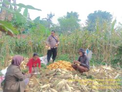 Bhabinkamtibmas Desa Sukamukti Monitoring Panen Jagung di Dusun Pangkalan