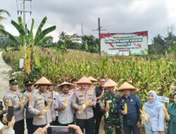 Panen Raya Jagung Serentak Kuartal III di Desa Sukamukti, Wujud Dukungan terhadap Swasembada Pangan Nasional 2025