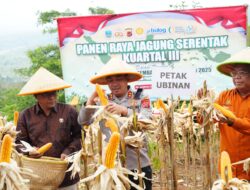 Polres Pangandaran Gelar Panen Raya Jagung Serentak Kuartal III di Langkaplancar