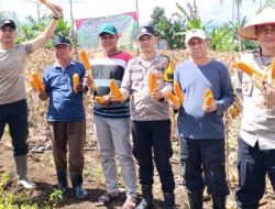 Polsek Pagar Alam Utara Panen Jagung Dukung Program Ketahanan Pangan