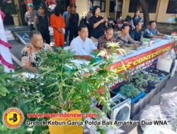 Grebek Kebun Ganja Polda Bali Amankan Dua WNA