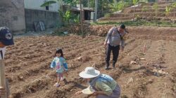 Penanaman Jagung di Lahan 250 Bata Dusun Ciranjang, Wujud Sinergi Polri dan Masyarakat