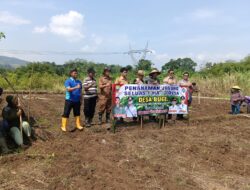 Bhabinkamtibmas Polsek Tomo Bantu Warga Desa Bugel Pelihara Tanaman Jagung Dukung Program Ketahanan Pangan.