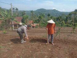 Penanaman Jagung di wilayah Desa Sukamukti Dalam Rangka Dukung Ketahanan Pangan