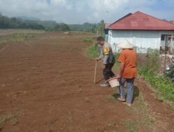 Penanaman Jagung di wilayah Desa Sukamukti Dalam Rangka Dukung Ketahanan Pangan