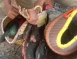 Aksi Tegas Dilakukan Ketua RW 07 Desa Kedung Pengawas Bersama Warga Membubarkan Dugaan Praktik Judi Sabung Ayam