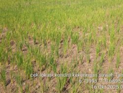 Bendung Karet Bongpes SWD 2 Bocor, Petani di Jepara Terancam Gagal Panen