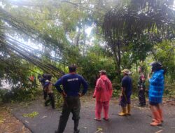 Hujan Deras dan Angin Kencang Tumbangkan Rumpun Bambu di Jalan Sudimampir–Cimalaka, Dandim 0610/Sumedang Imbau Jajaran Tingkatkan Kewaspadaan