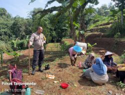 Penanaman Jagung di wilayah Desa Sukamukti dan Desa Cikaramas Dalam Rangka Dukung Ketahanan Pangan