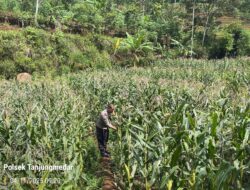 Panen Jagung di Desa Cikaramas Wujud Nyata Dukungan Terhadap Ketahanan Pangan