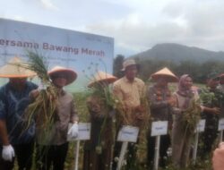 Kapolsek Dempo Utara Hadiri Panen Raya Bawang Merah 