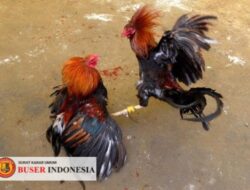 APH Terkesan Buta Tuli Ada Gelaran Judi Sabung Ayam Selama Ini di Juwana Pati
