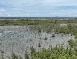 *Lanjutkan Konservasi Pesisir, PTBA Tanam 40 Ribu Bibir Mangrove di Lampung Timur*