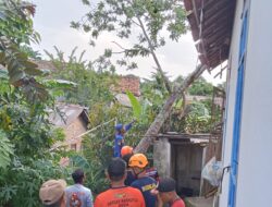 BPBD Kota Prabumulih Gerak Cepat Evakuasi. Angin Kencang Di Kota Prabumulih Membuat Pohon Tumbang, Hingga Timpa Rumah Warga   