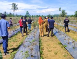 Program Ketahanan Pangan Desa Pinju Diduga Jadi Ajang Korupsi