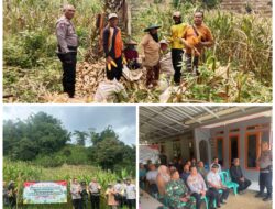 Zoom Panen Jagung Serentak Kuartal I Dukung Swasembada Pangan Nasional 2026