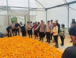 Polres Sumedang Dukung Ketahanan Pangan, Gelar Panen Raya Jagung Serentak Kuartal IV Tahun 2025