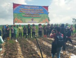 Polres Sumedang Dukung Ketahanan Pangan Nasional, Laksanakan Penanaman Jagung Serentak 750 Hektar Program Polda Jabar