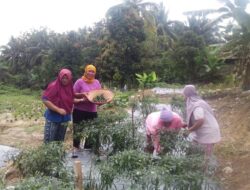 *EcoGrow Mom PTBA, Wujud Nyata Pemberdayaan Perempuan Berbasis Urban Farming di Tanjung Karangan*